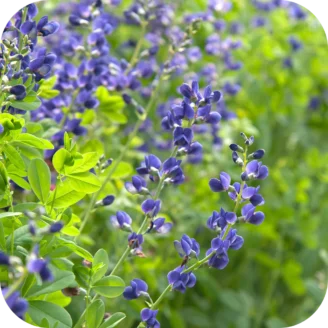 Indigo Powder