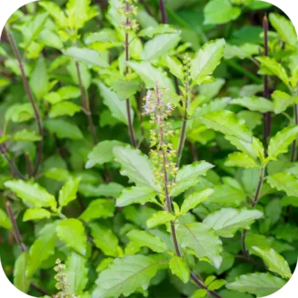 Tulsi Powder