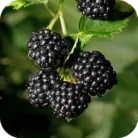 Black-Raspbeery