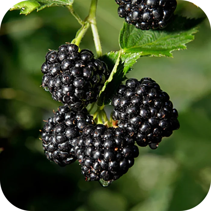 Black-Raspbeery