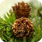 Cedarwood-EO