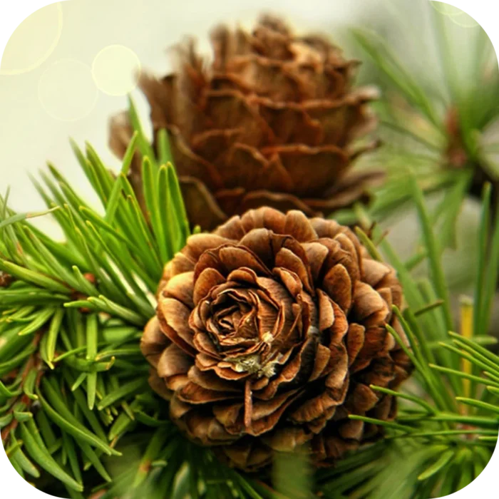 Cedarwood-EO