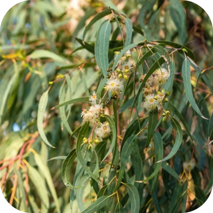 Eucalyptus-EO