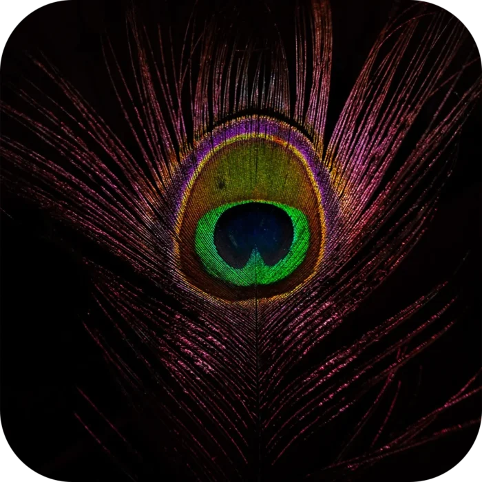 Feather-FO
