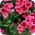 Geranium-EO