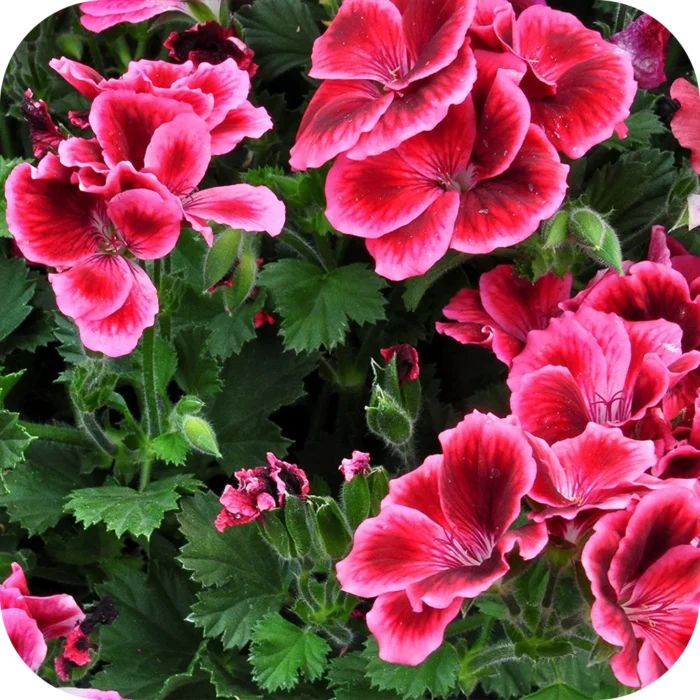 Geranium-EO