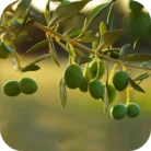 Jojoba-CO