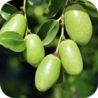 Jojoba-CO_02