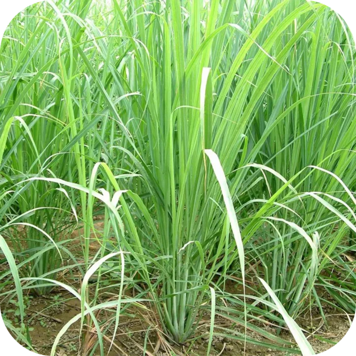 Lemongrass-EO