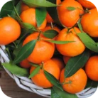 Orange-FO