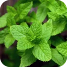Peppermint-EO02