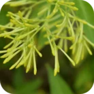 Phulwari