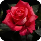 Rose-FO