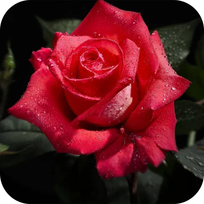 Rose-FO