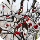 Rosehip-CO_02