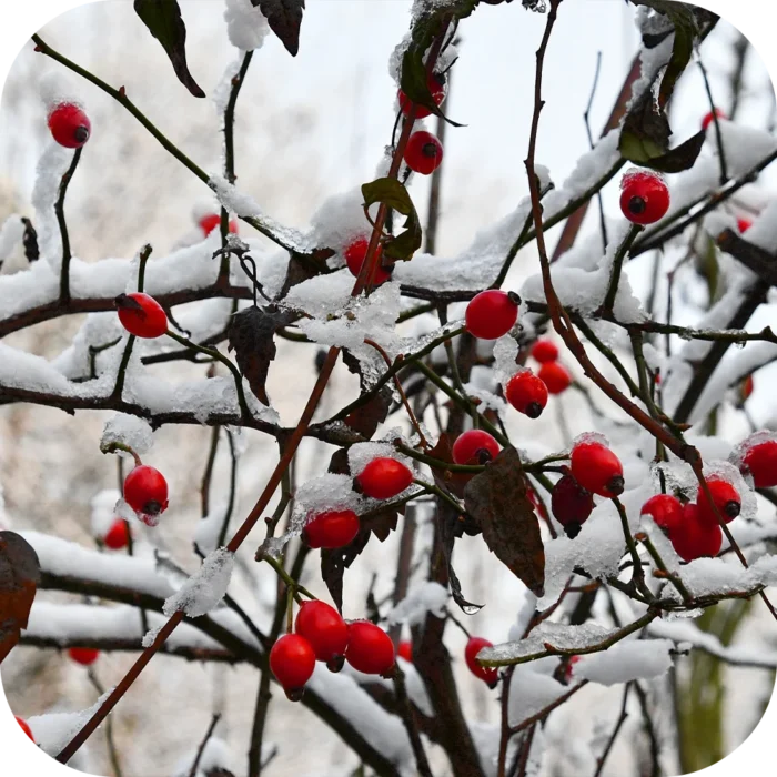 Rosehip-CO_02