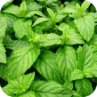 Spearmint-EO