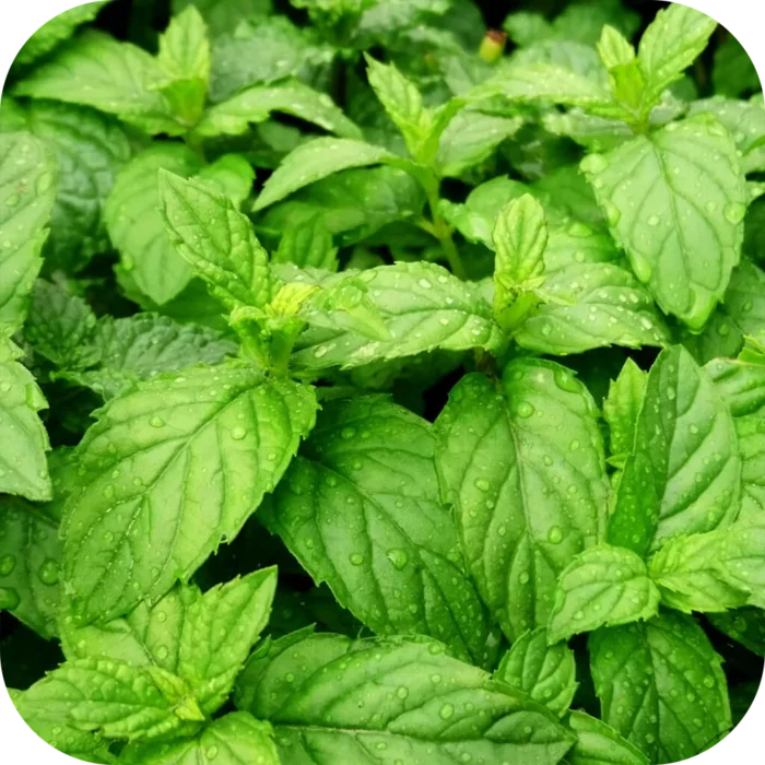 Spearmint-EO