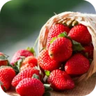 Strawberry-FO