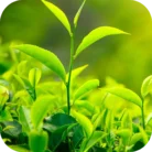 Tea-Tree-EO