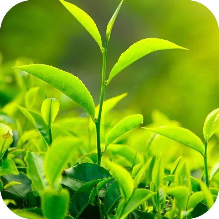 Tea-Tree-EO