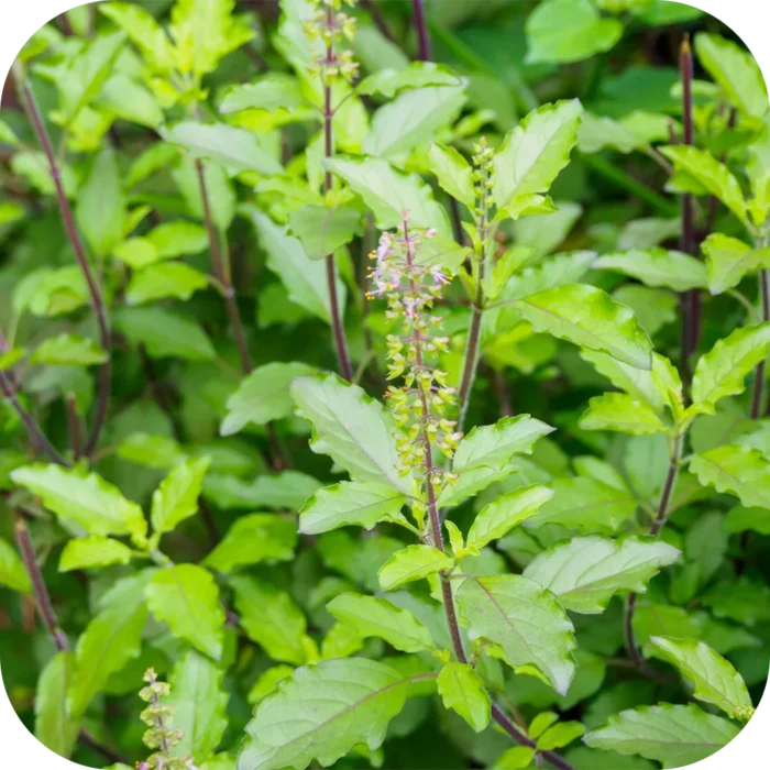 Tulsi-HO