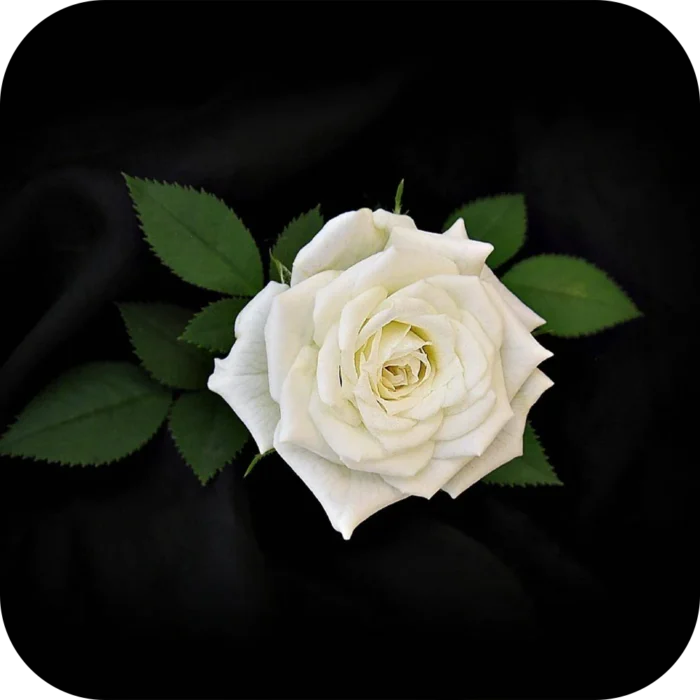 White-Rose FO