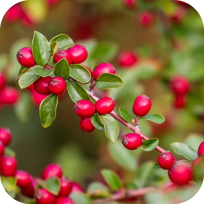 Winter-Green-EO