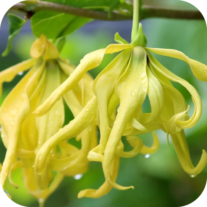 Ylang-Ylang-EO