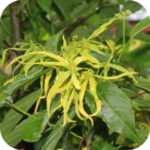 Ylang-Ylang-EO_02