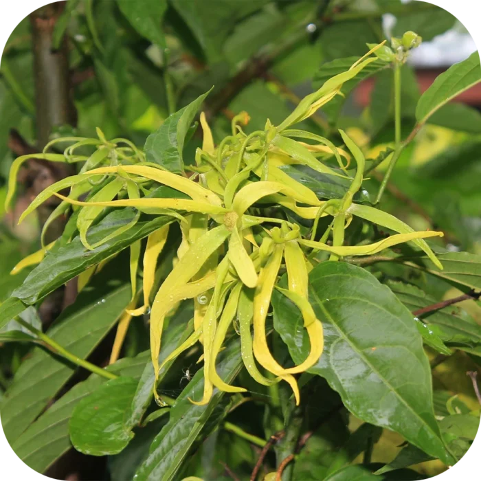 Ylang-Ylang-EO_02