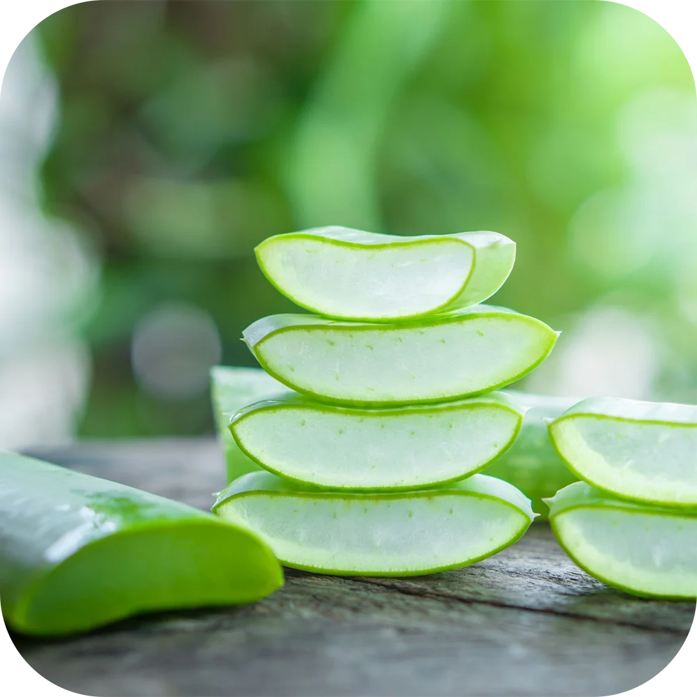 Aloe-Vera-HP Aloe-Vera-HP