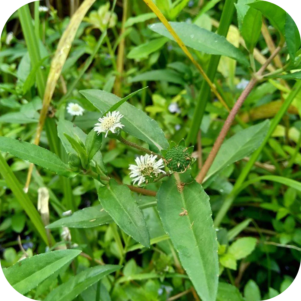 Bhringraji-HP Bhringraji-HP